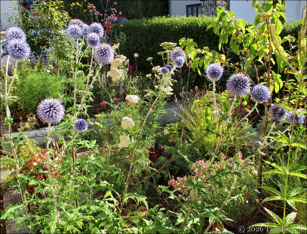 Echinops 4