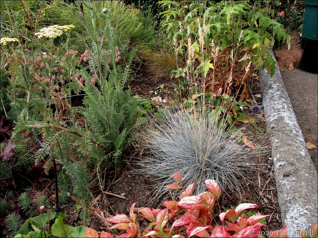 Festuca glauca Intense Blue