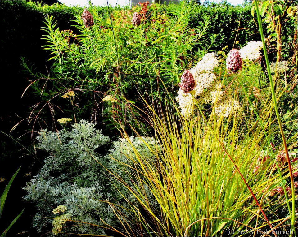 front grass flower