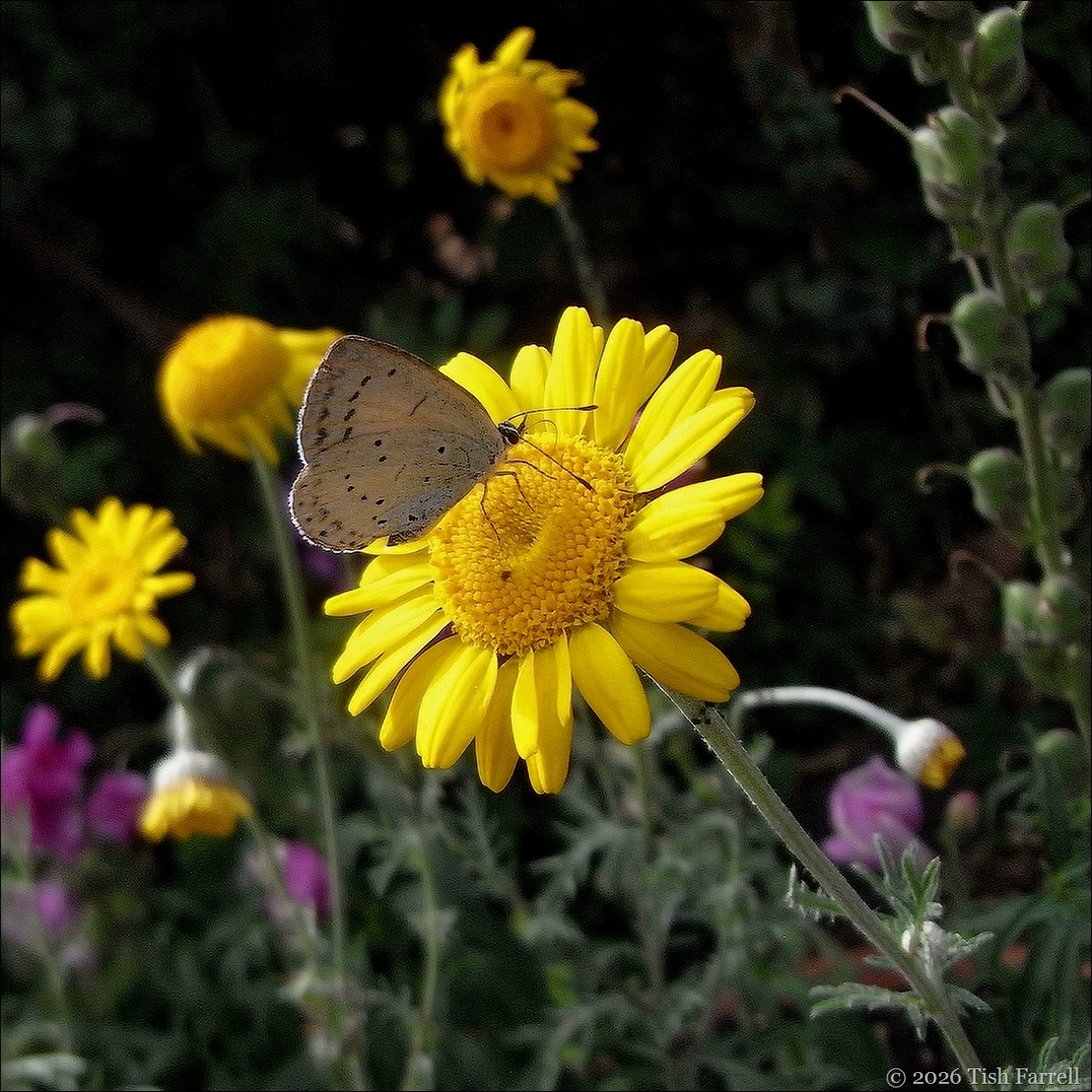 holly blue c