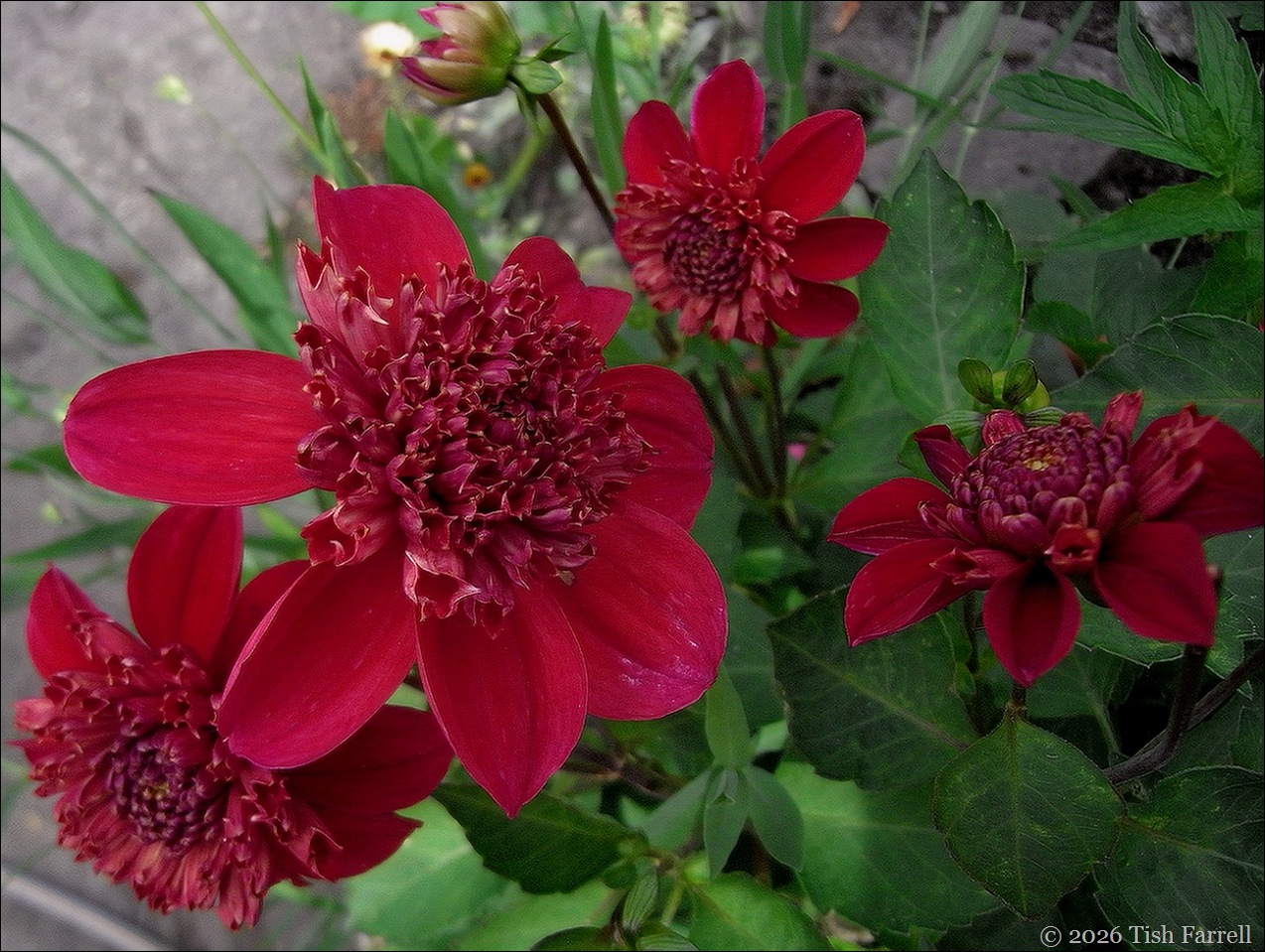 Inca dahlia