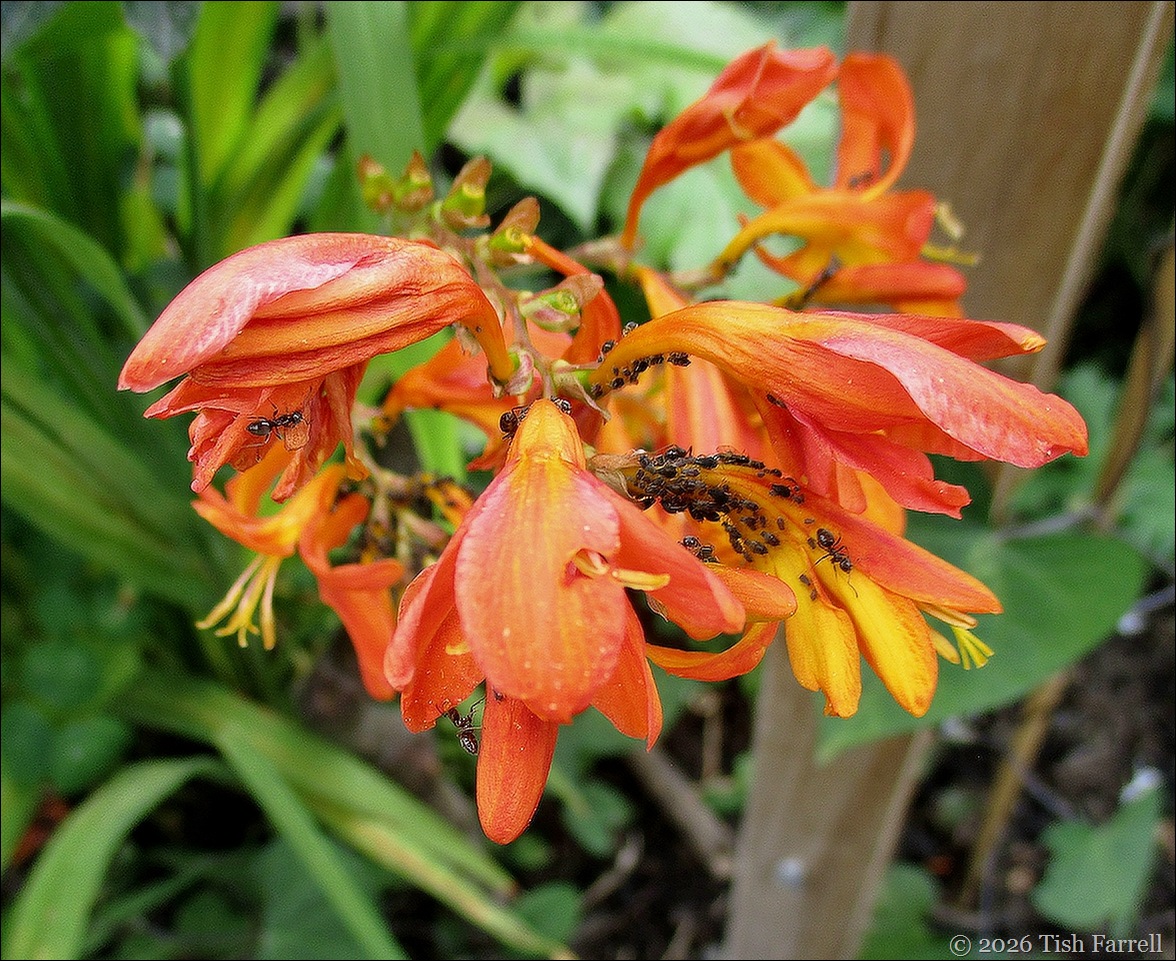 Montbretia and blackfly factory