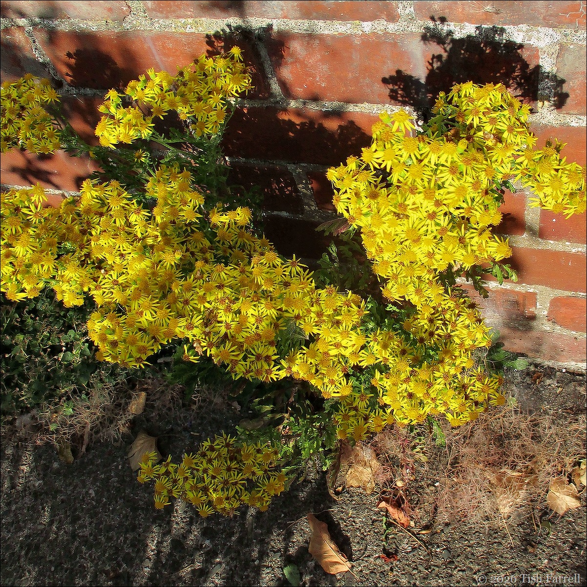 ragwort 2