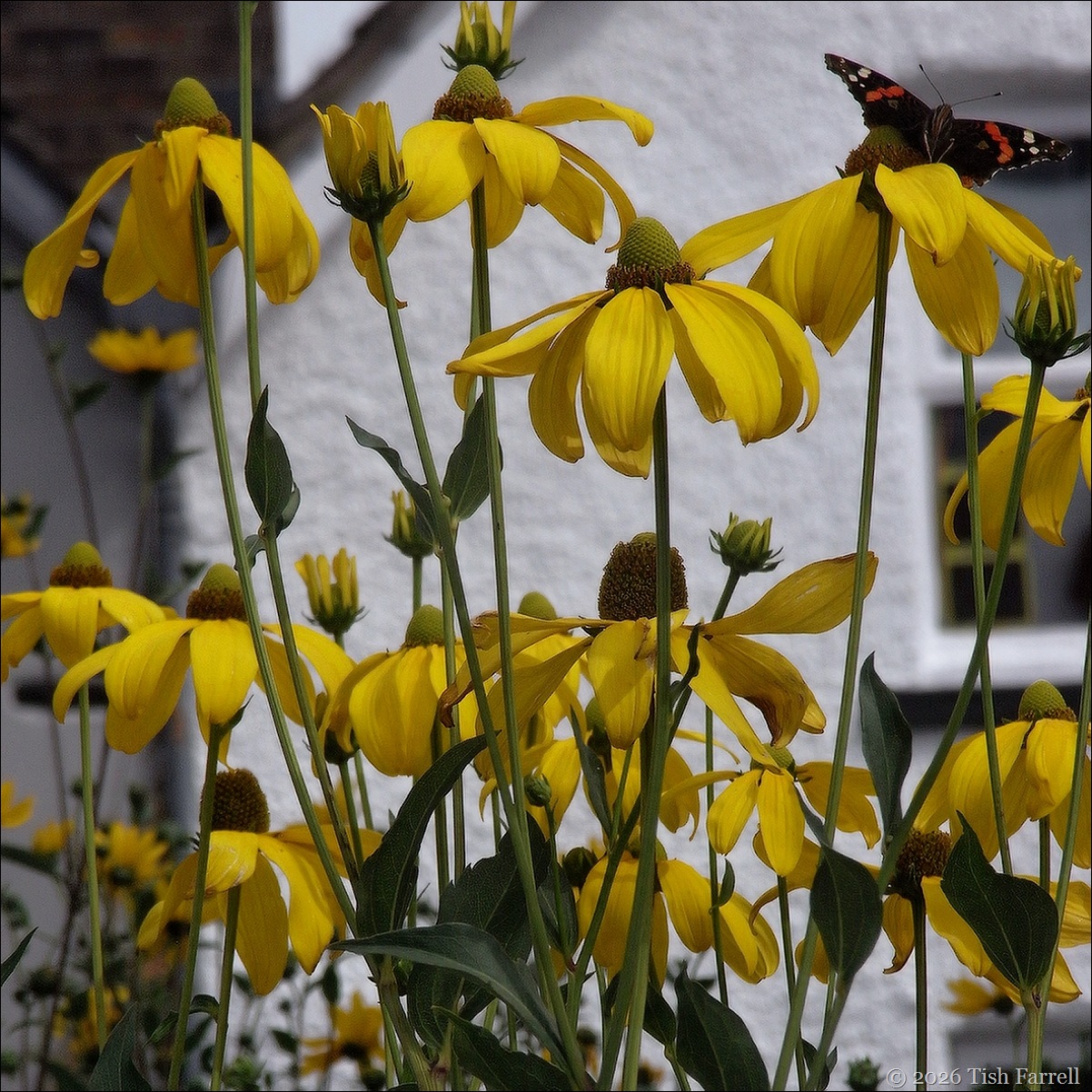 rudbeckia 