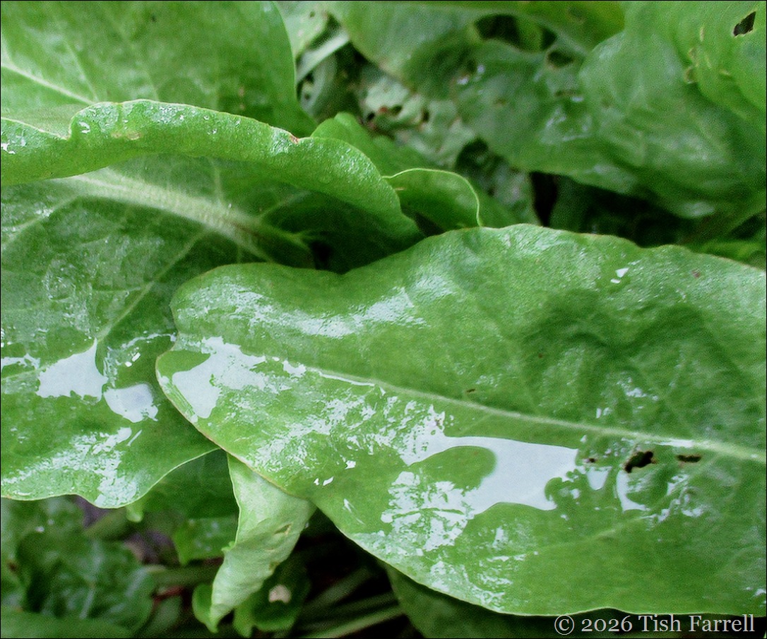 sorrel and rain