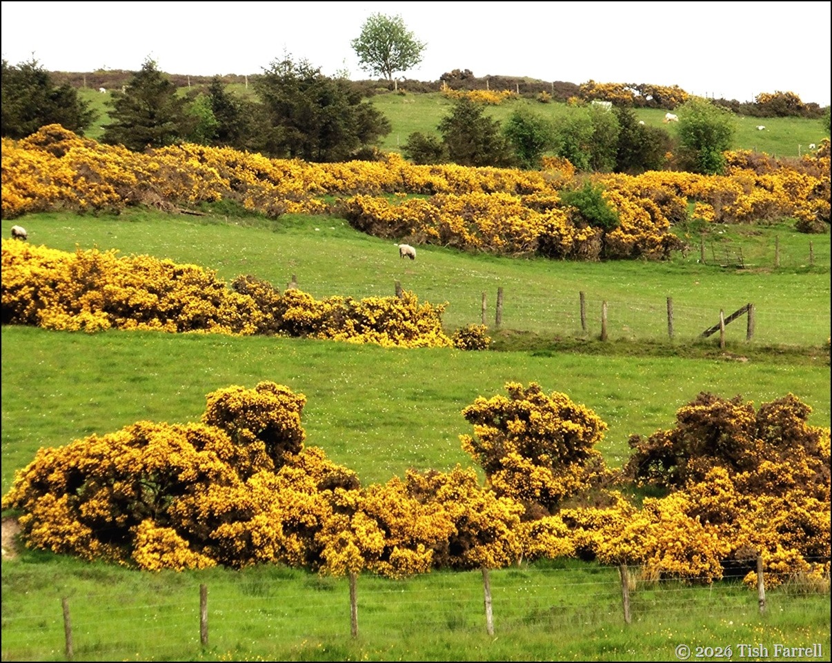 Stiperstones by the Bog