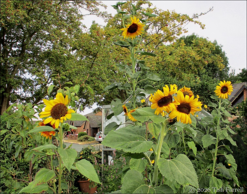 sunflower crew 3