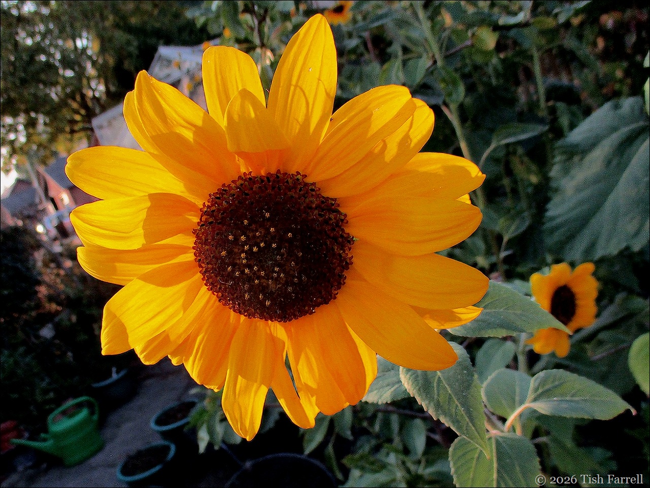sunflower non eclipse