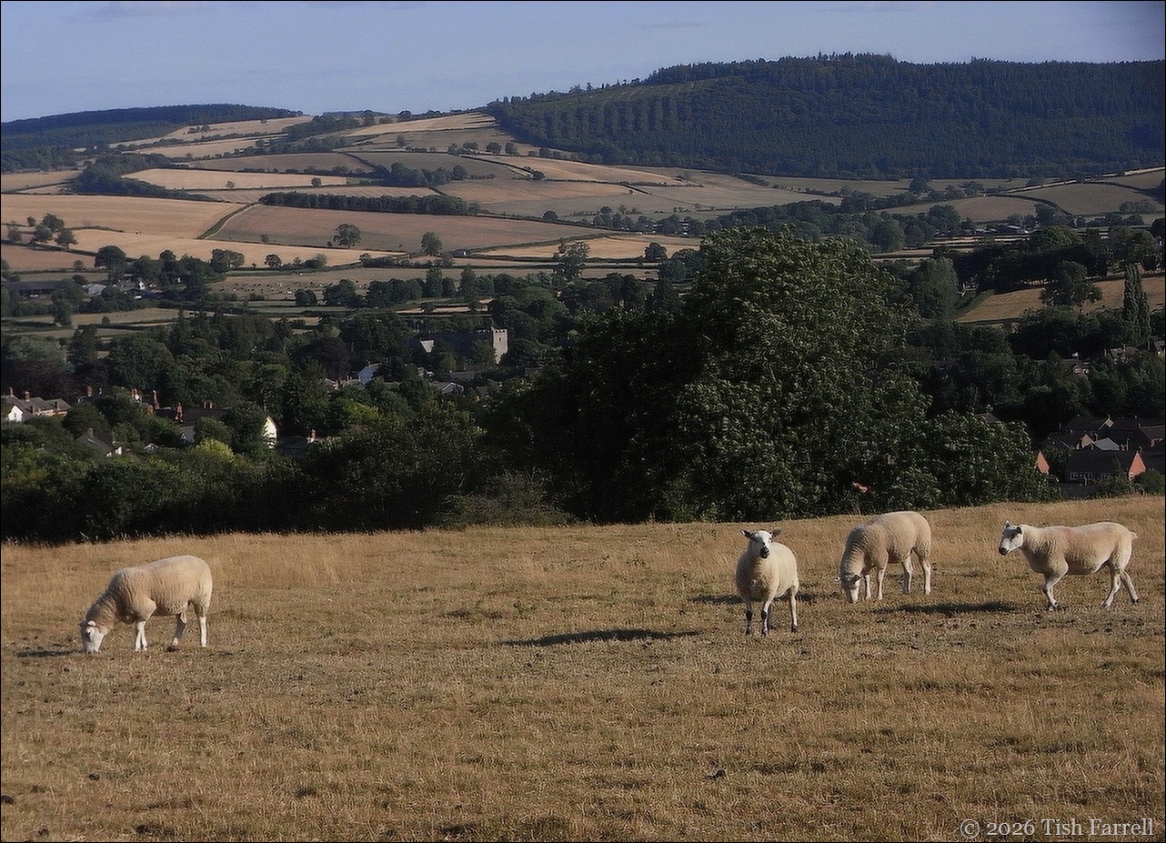 town view