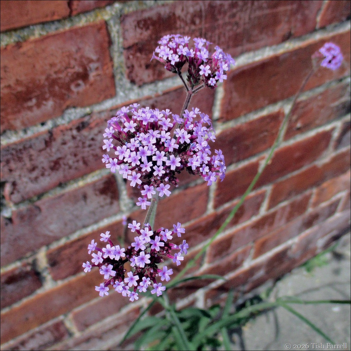 Verbena 