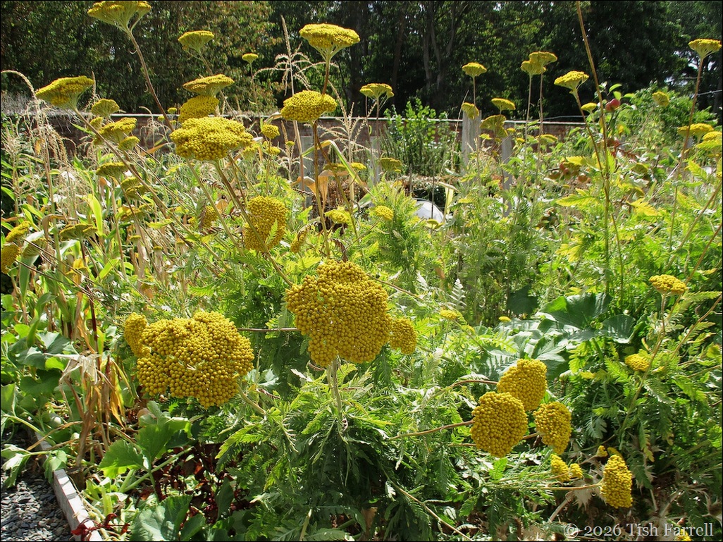 Wildegoose Achillea filipendula cloth of gold