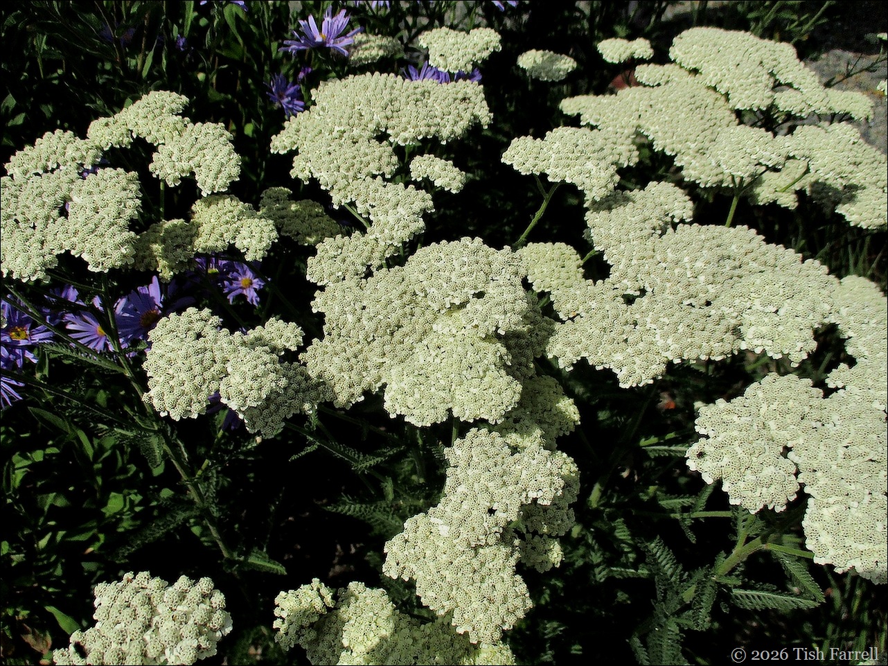 Wildegoose Achillea Hella Glashoff