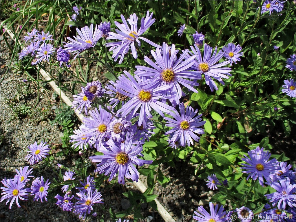 Wildegoose aster