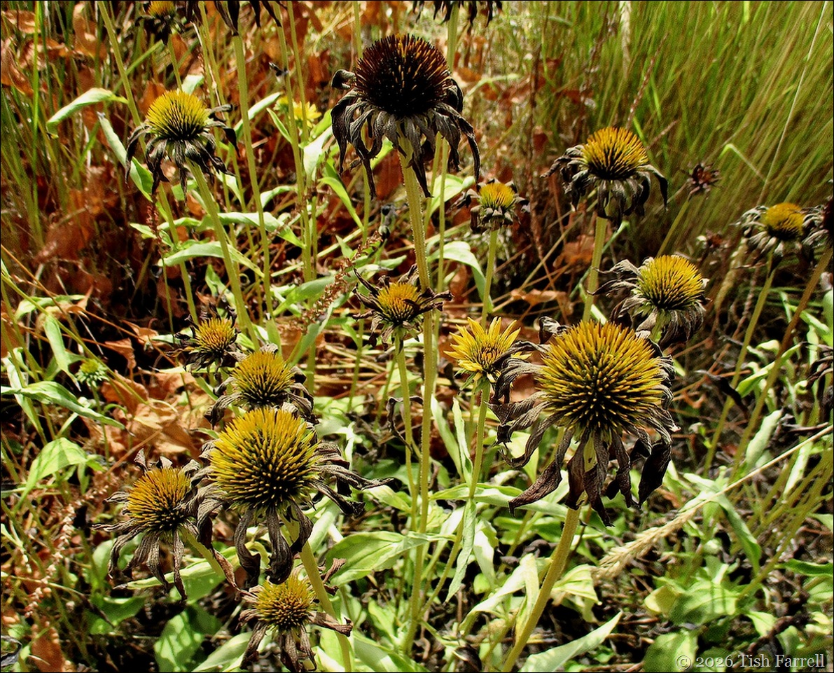 Wildegoose Echinacea Leilani