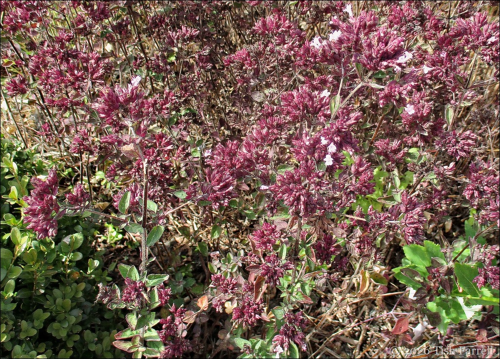 Wildegoose origano Gentle Breeze