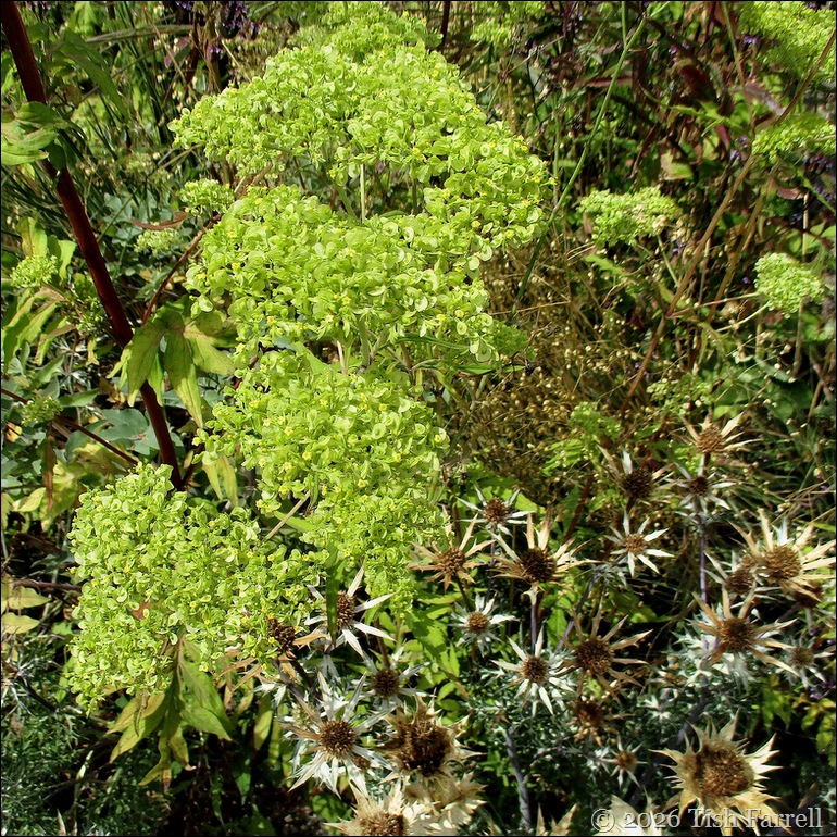 Wildegoose Patrinia monandra and sea holly