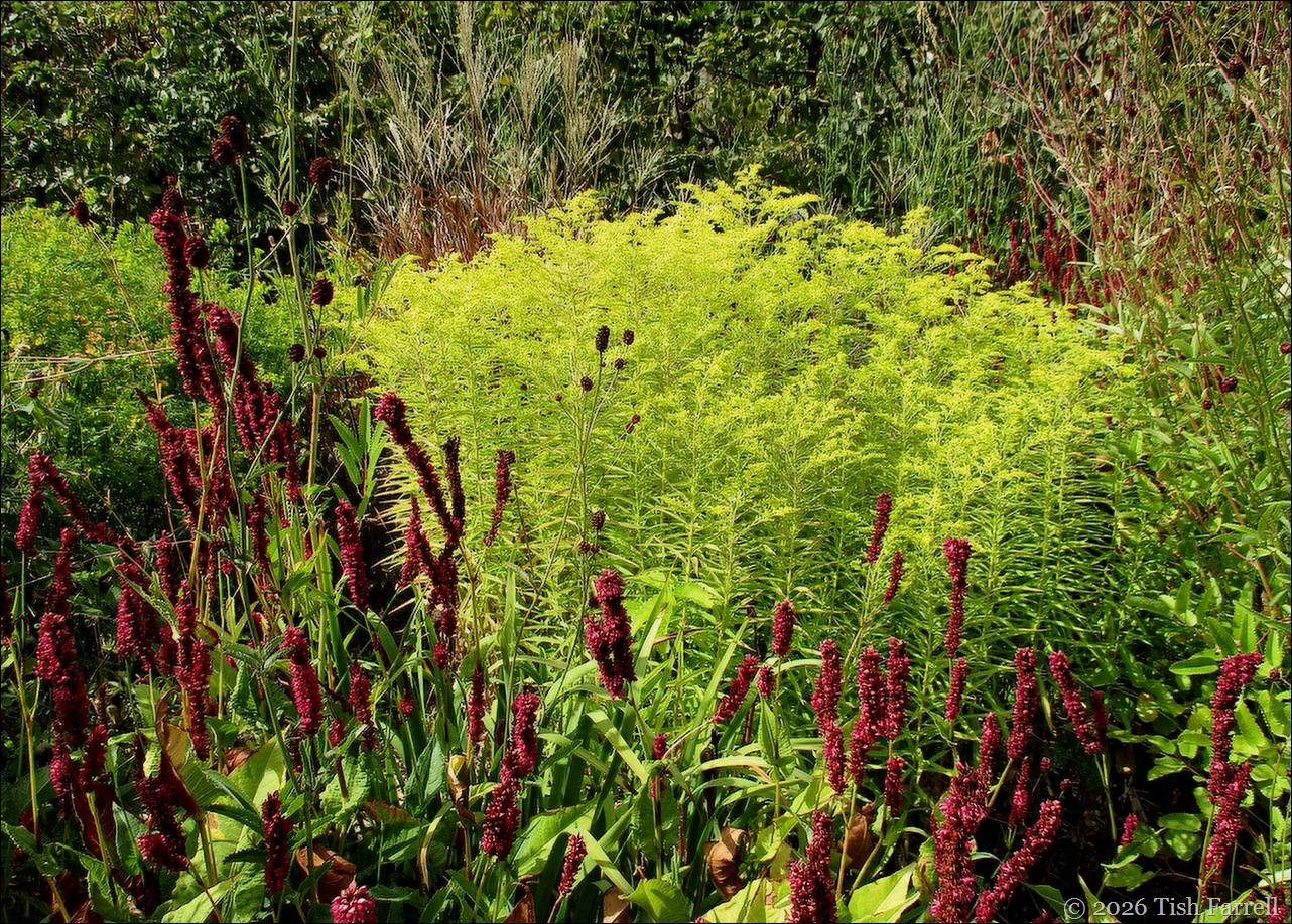 Wildegoose Persicaria and golden rod