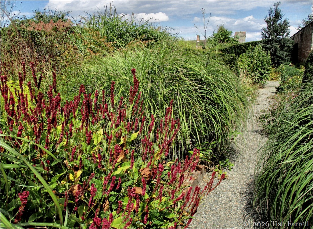 Wildegoose Persicaria