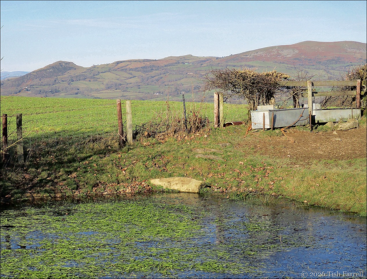 Winter view from dewpond