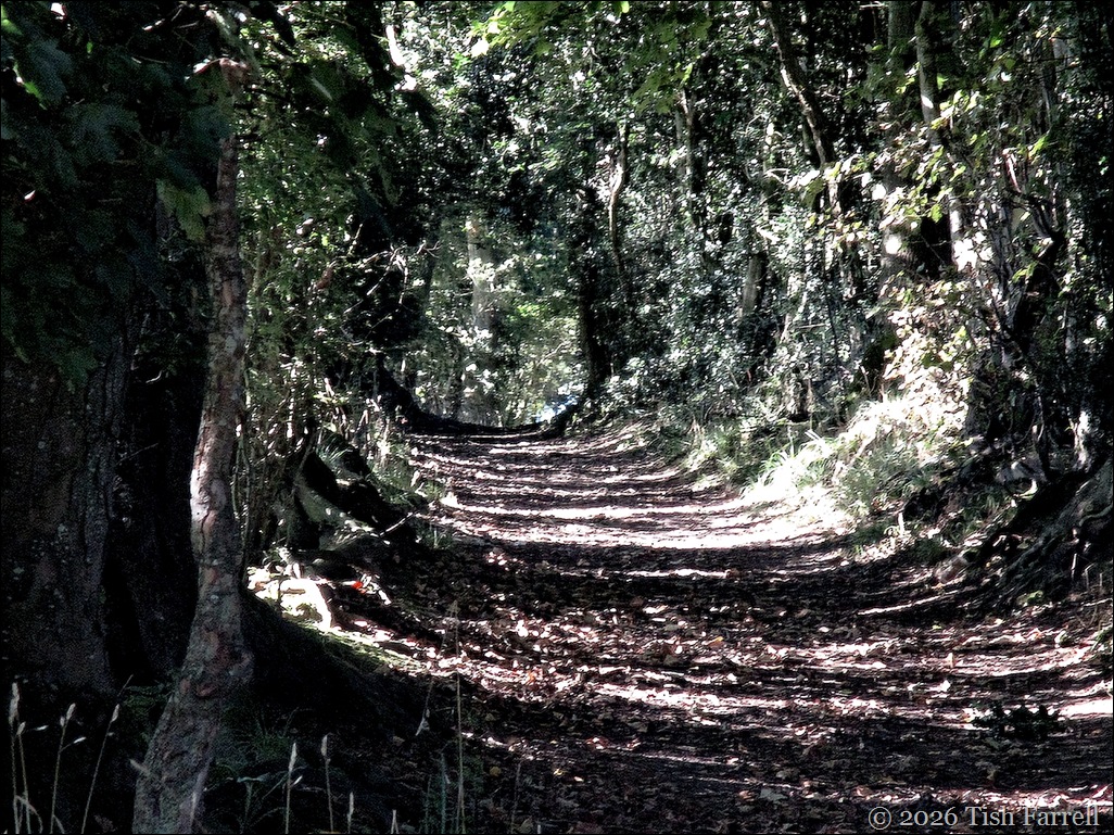 Wintles green lane