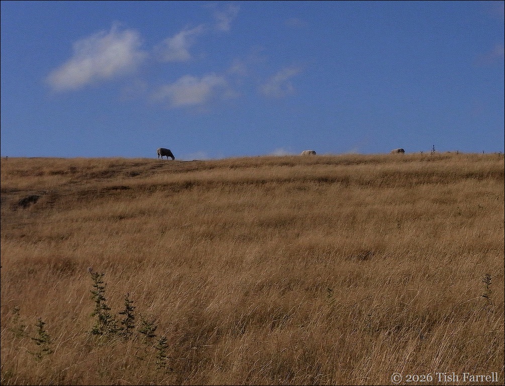 Wintles Hill on the horizon