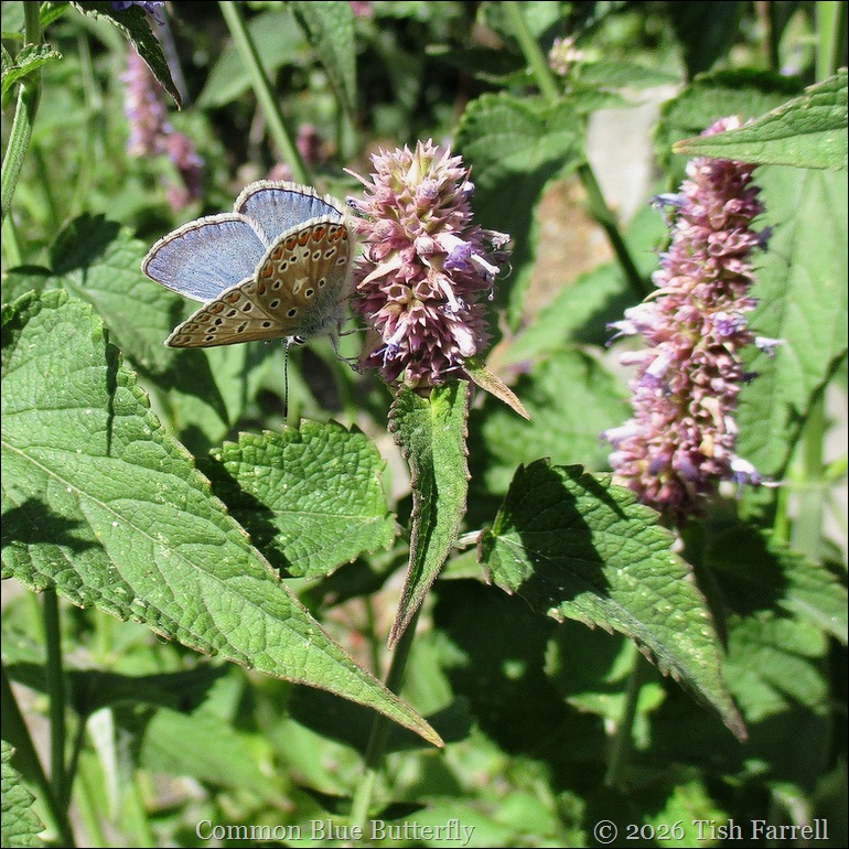 Common Blue on Korean Mint