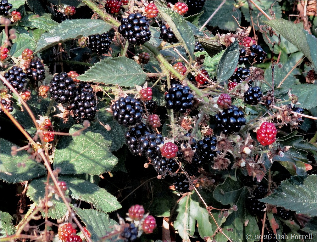 cs blackberrying
