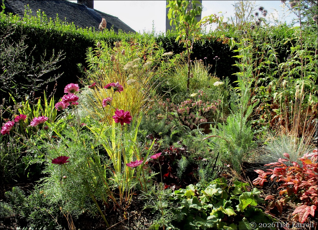 cs garden