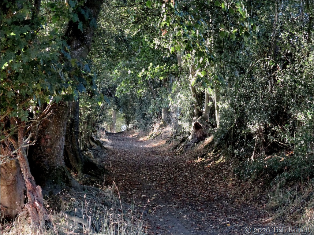 cs green lane