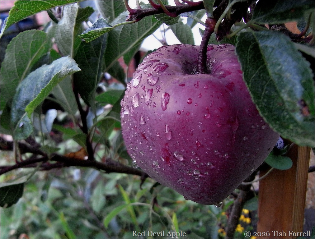 CS red devil apple