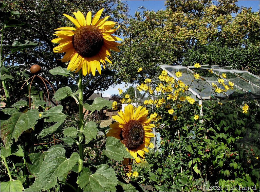 cs sunflowers