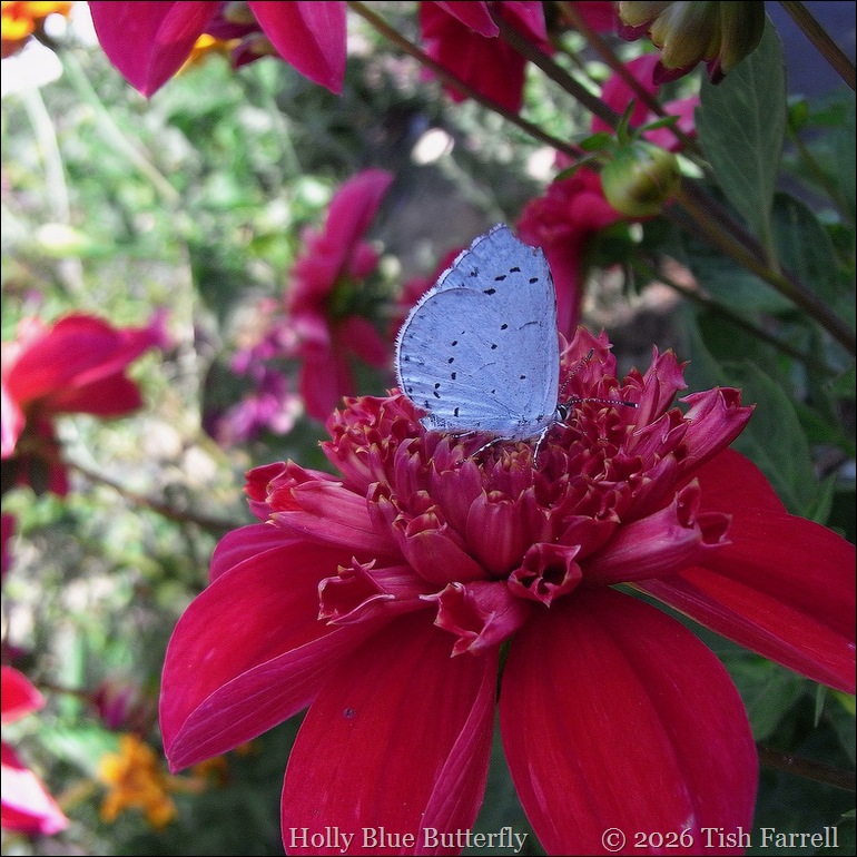 Holly Blue 3