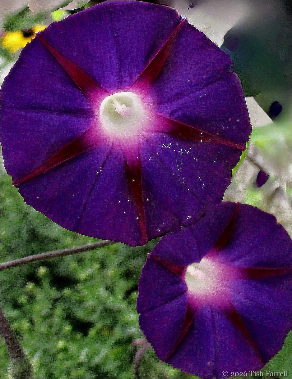 Morning glory crop