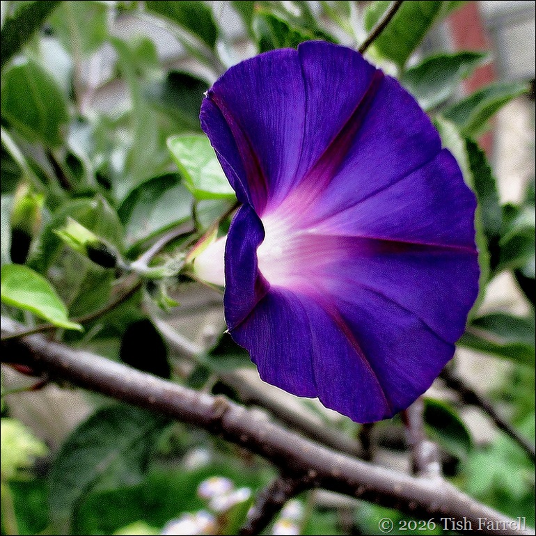 morning glory sept 2 sq