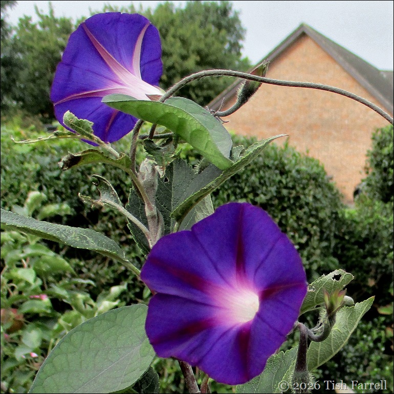 morning glory sept4