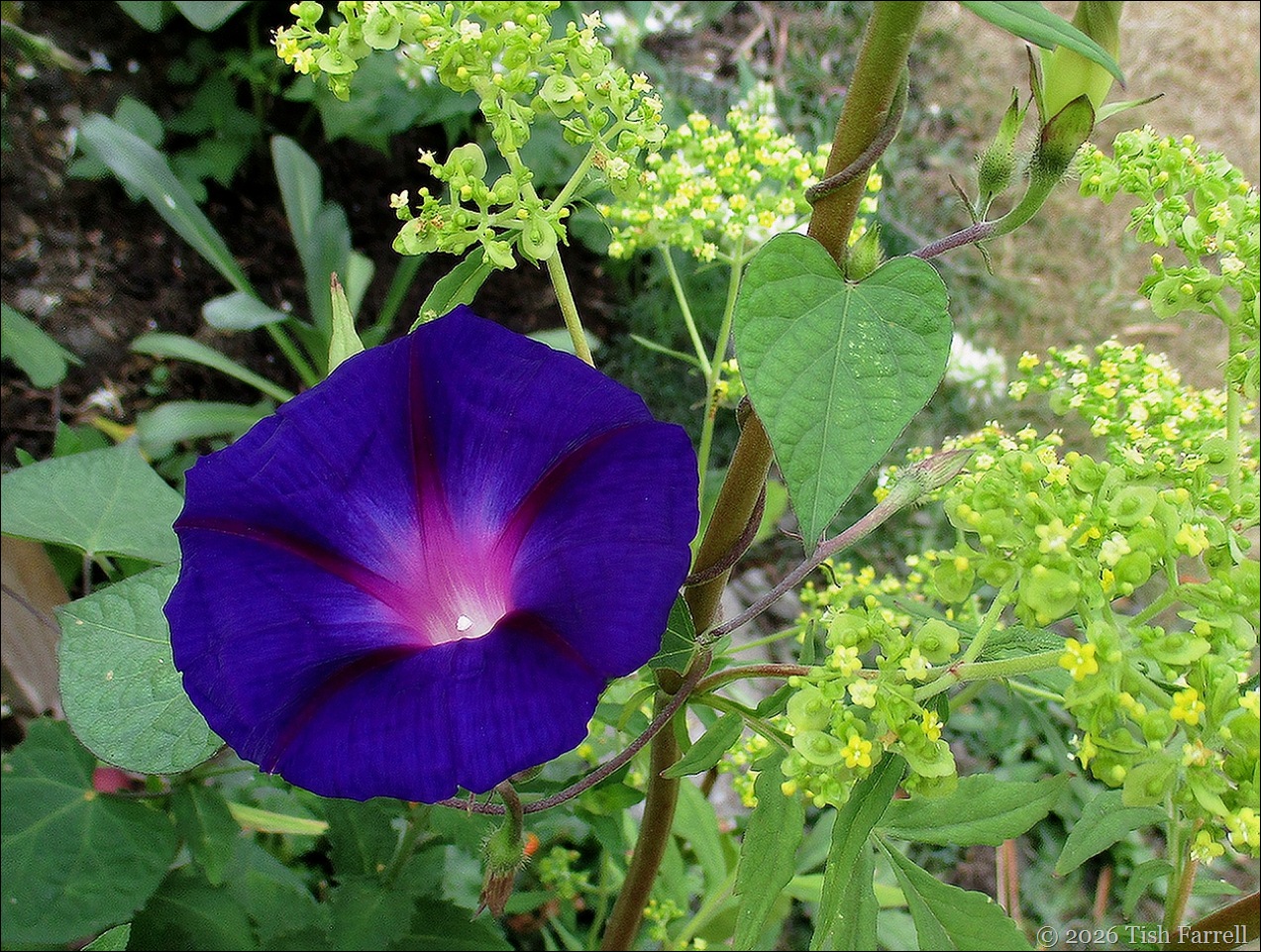 morning glory