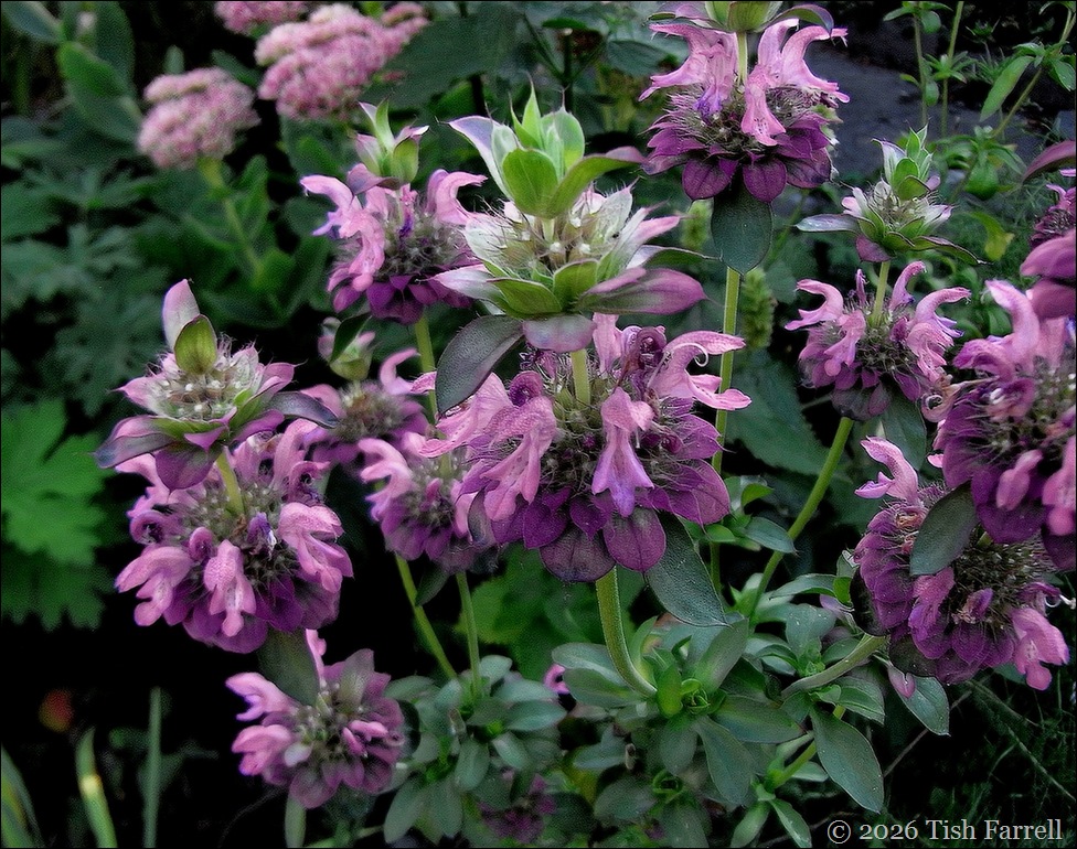 SoS Bee Balm