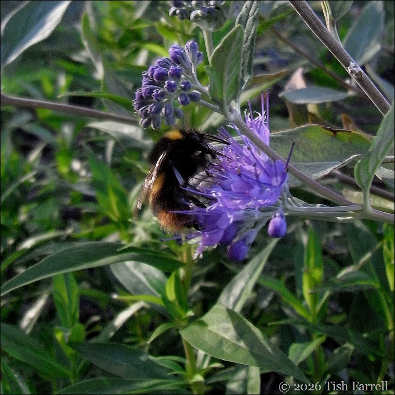 SoS Bee food 2