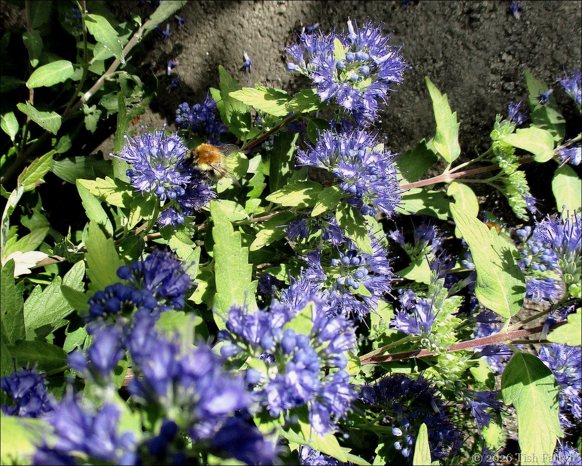 SoS Caryopteris 2