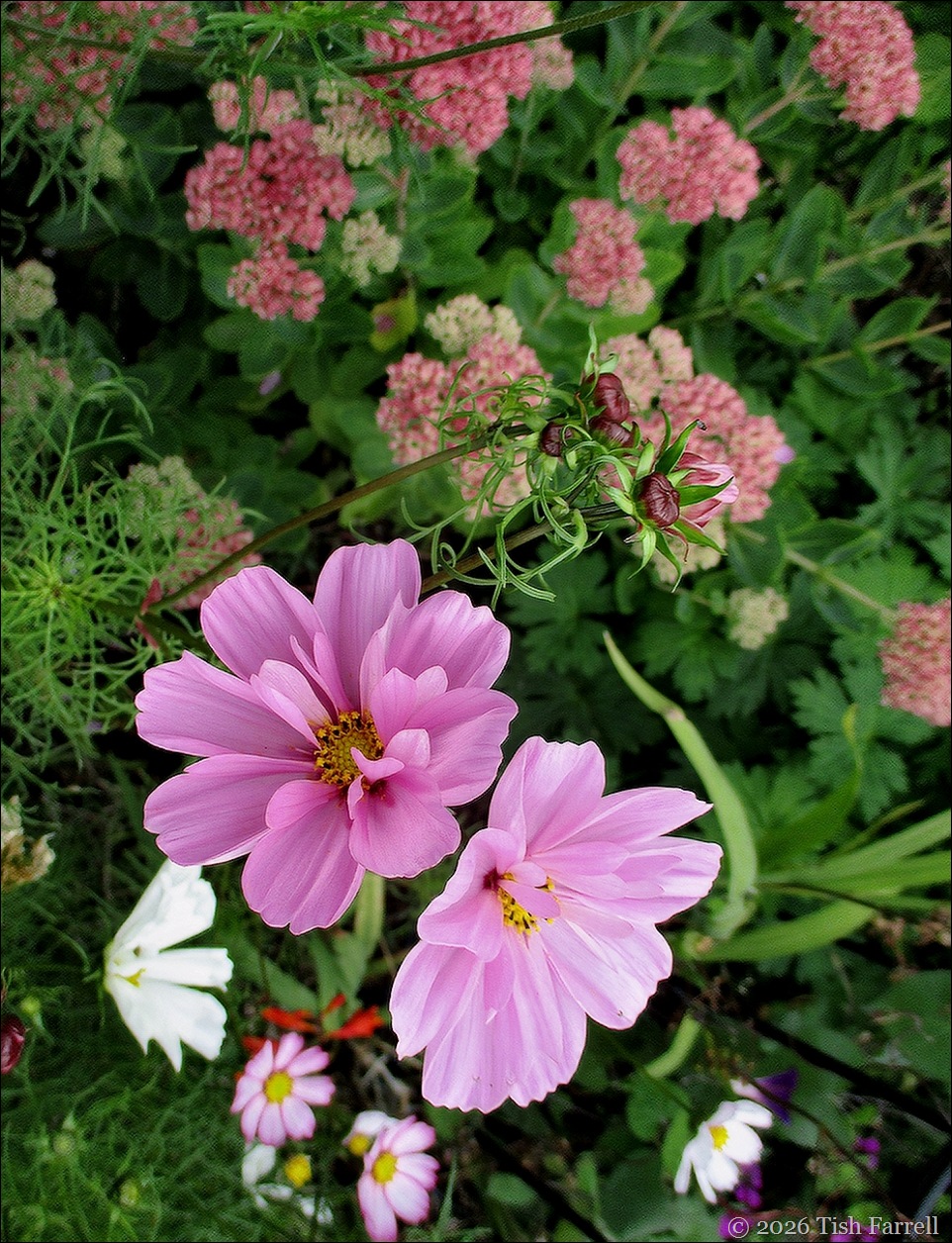 SoS Cosmos 4