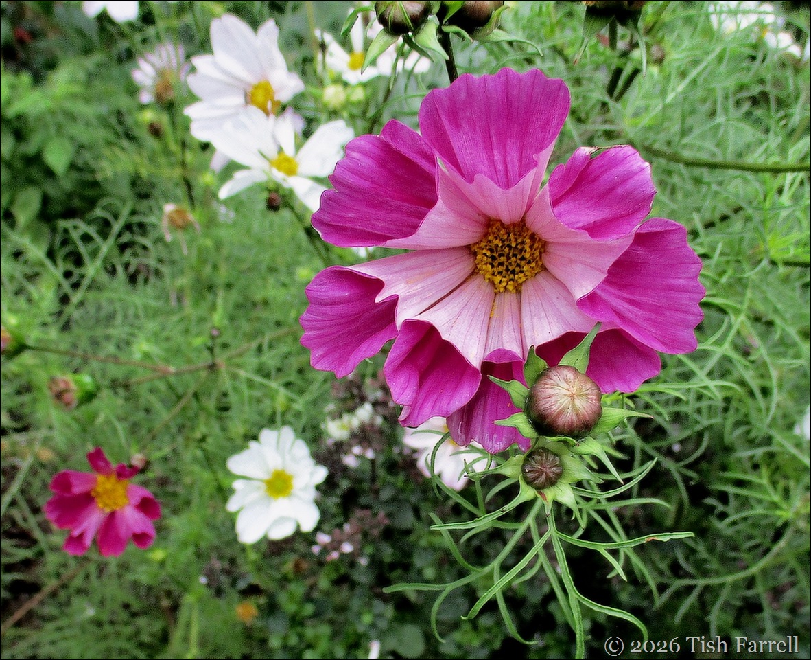 SoS Cosmos2