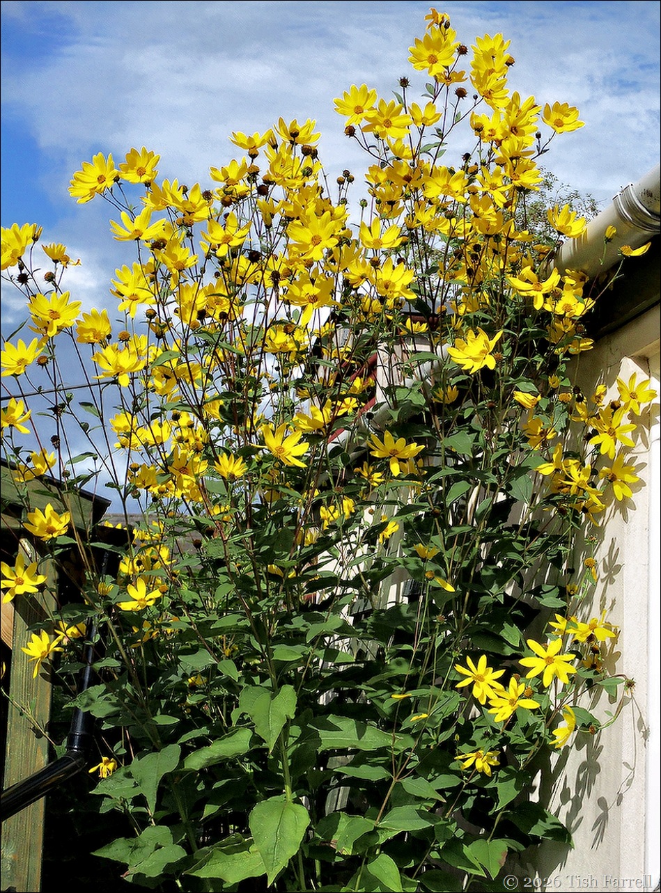 SoS Helianthus 4