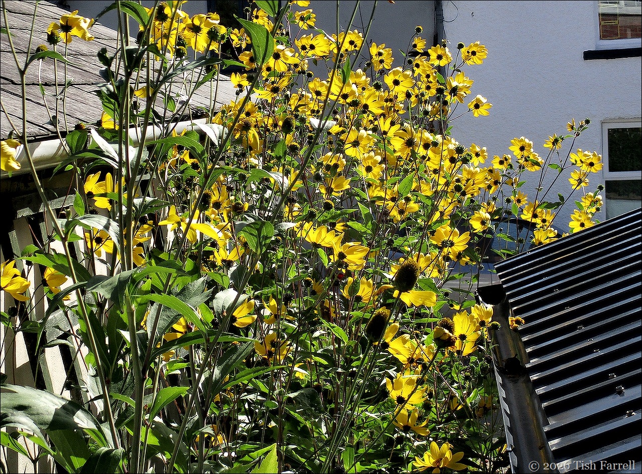 SoS helianthus