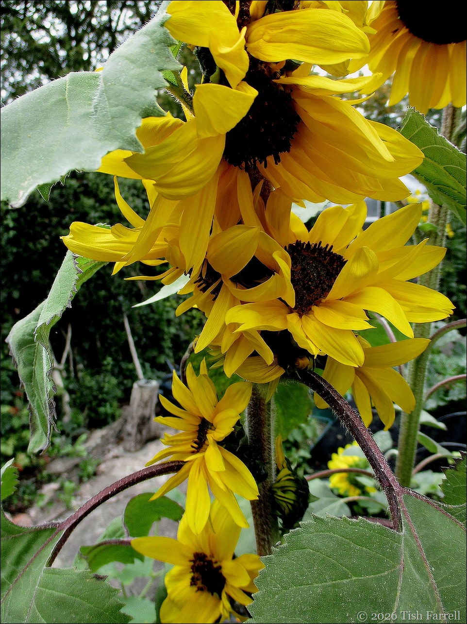 Sos oddest sunflower