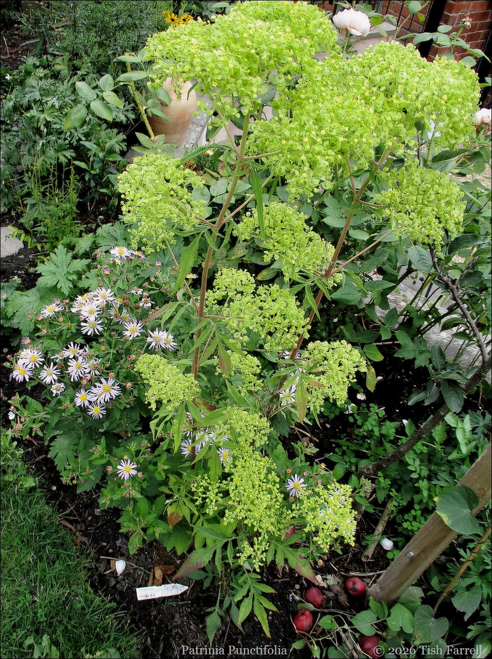 Sos Patrinia punctiflora