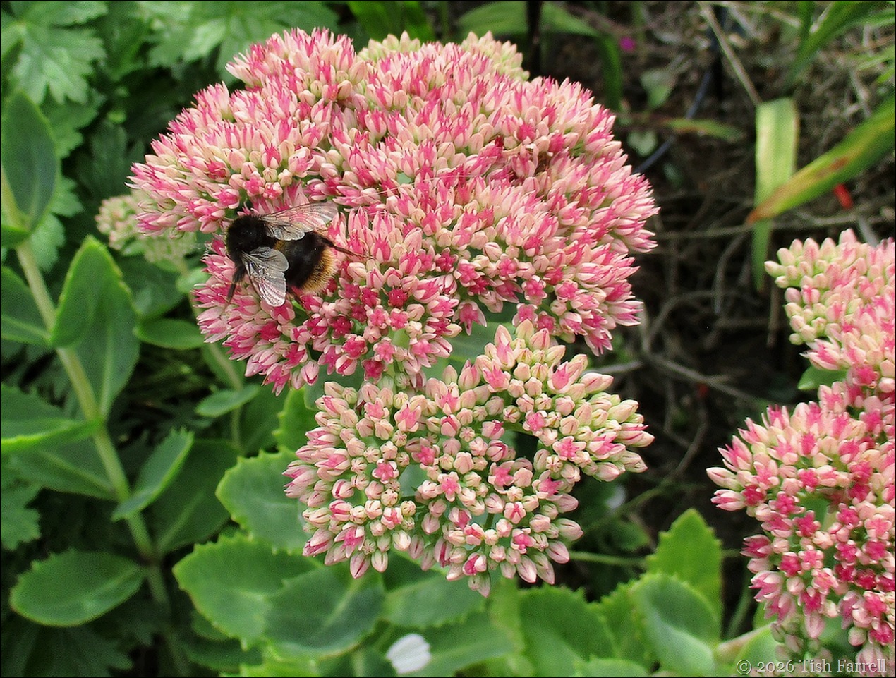 Sos Sedum