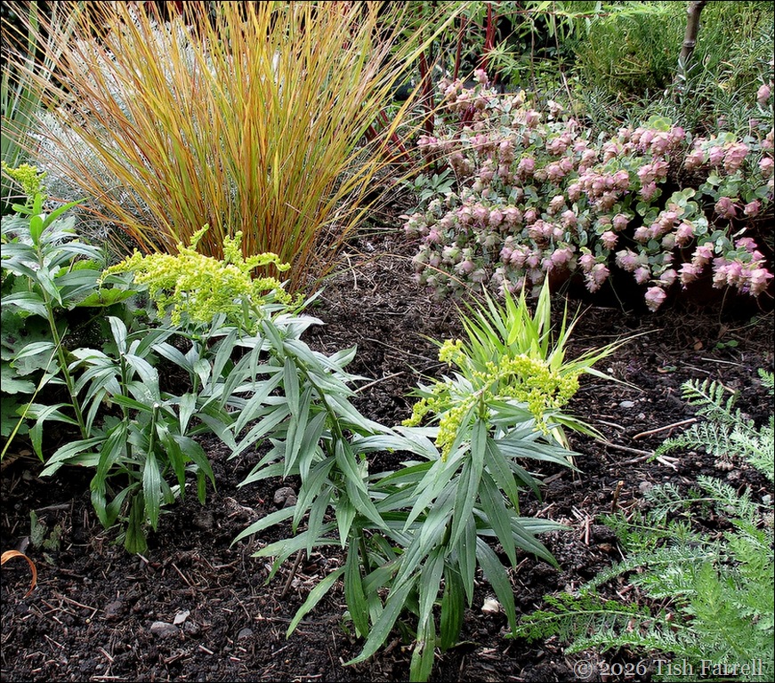 Sos Solidago