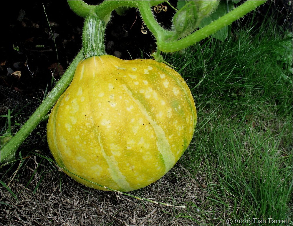 Sos squash
