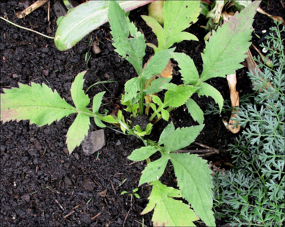 Sos surprise Patrinia