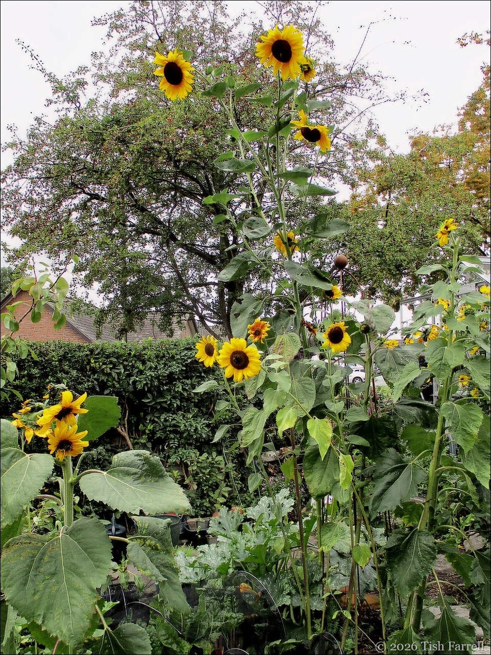 Sos tallest sunflower